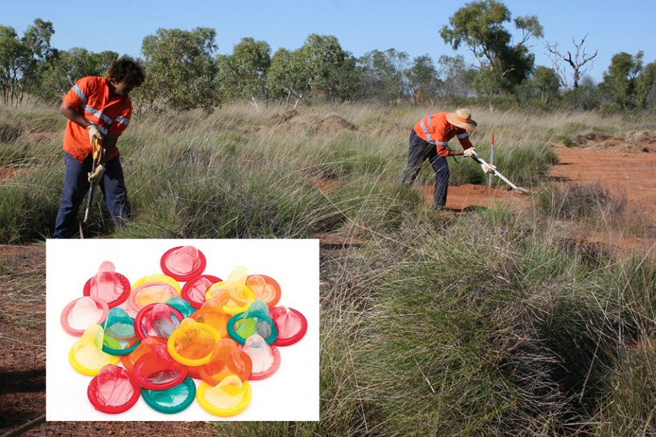 Preservativos ultrafinos y resistentes gracias a una hierba australiana