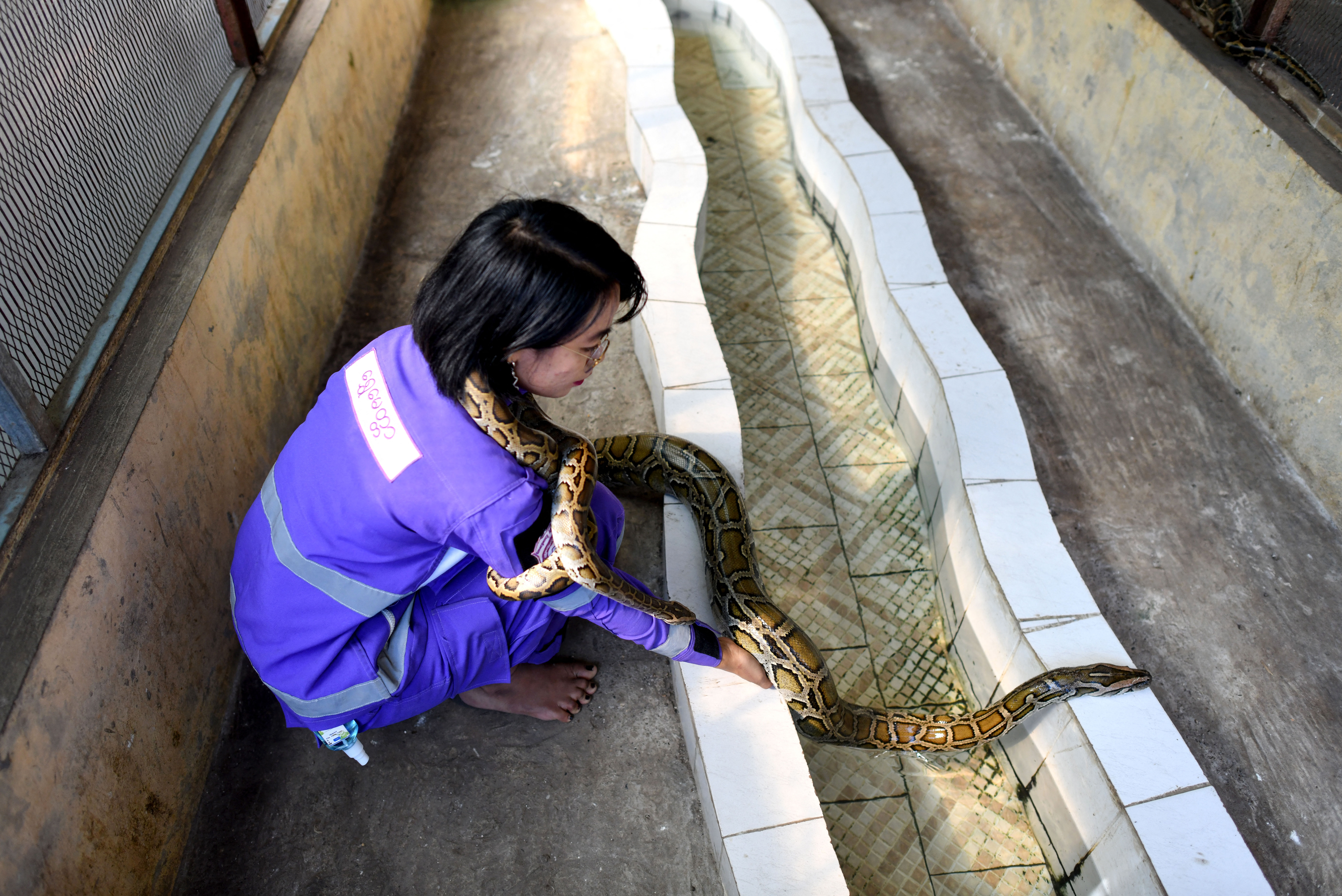 La misión del principal escuadrón de eliminación de serpientes de Myanmar es atrapar a las pitones y engatusar a las cobras para que no se enreden peligrosamente con el mundo humano y devolverlas a sus hábitats naturales.