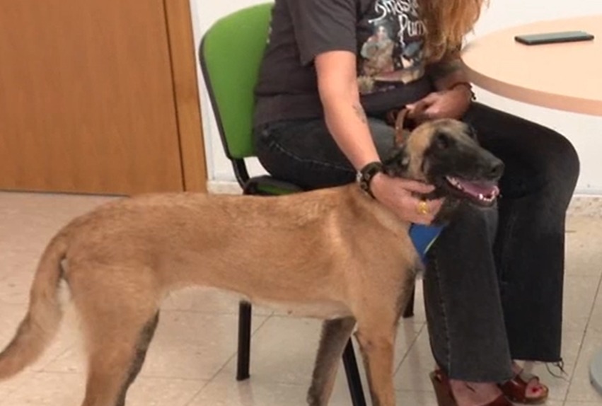 Perrita hizo historia al acompañar a una víctima de violencia de género en juicio