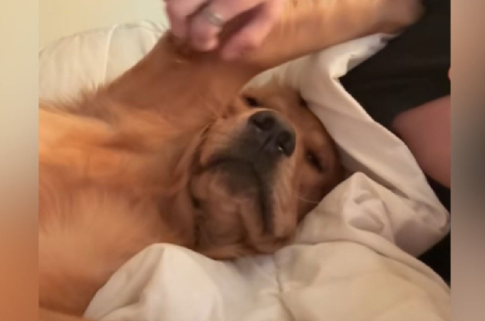 El video ha generado gran simpatía entre los usuarios, quienes compartieron historias de sus propios perros.