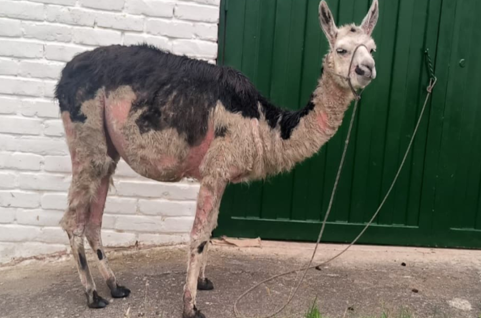 ¿Entretenimiento o crueldad? Lo que no se ve detrás de las llamas en las plazas