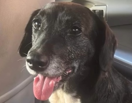 Perrito entró a una emisora huyendo de una tormenta y terminó en una inesperada adopción