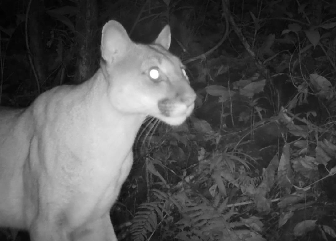 Pumas, tigrillos y guaguas: cámaras trampa registran fauna silvestre cerca de Cali