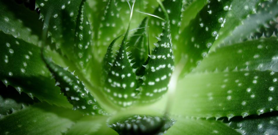 Cinco beneficios de la sábila en tu salud