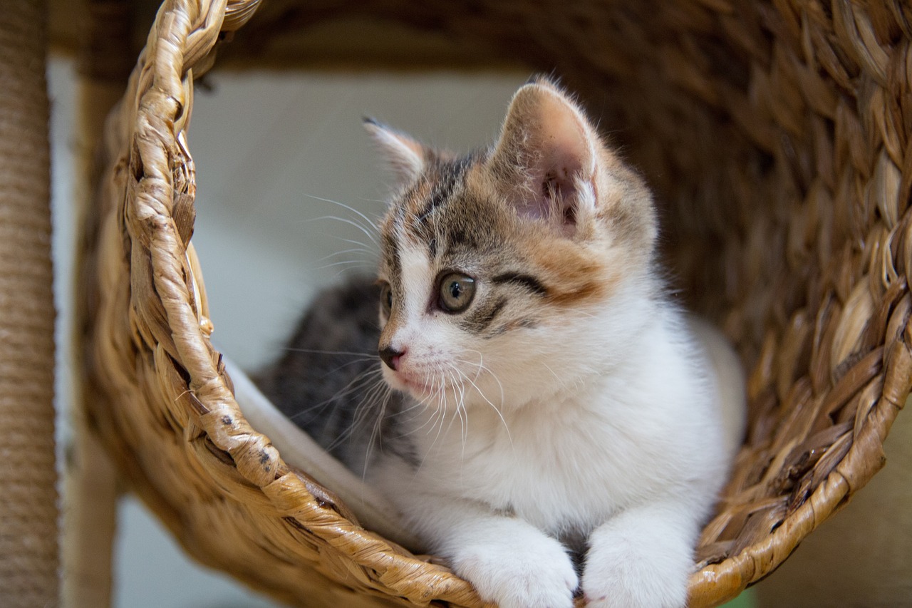 Estos son los materiales y texturas que odian los gatos