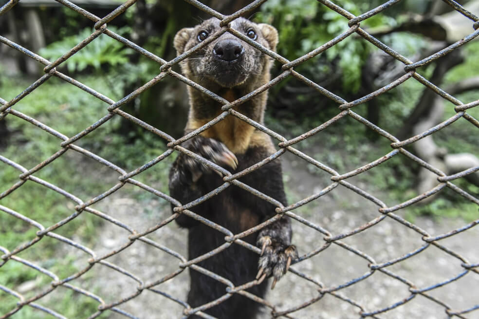 Animales silvestres como mascotas, la amenaza para la fauna en Colombia