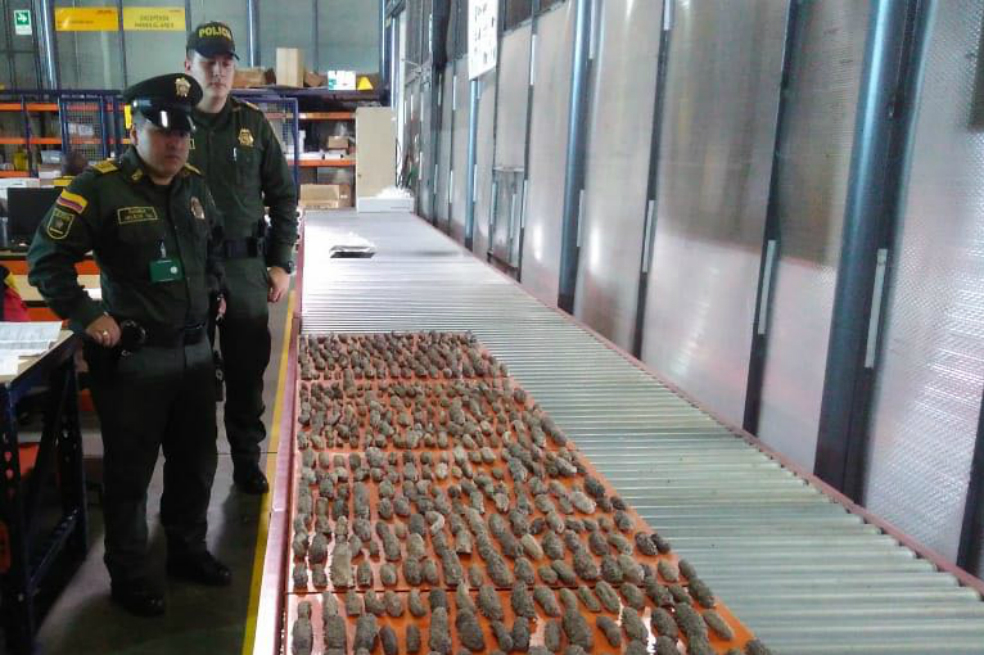 Incautan en Bogotá cargamento de ‘Pepinos de mar’, considerados un manjar en Asia
