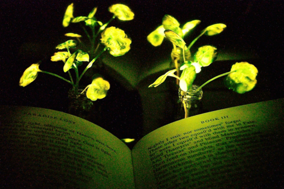 ¿Una mata que ilumina como las lámparas de escritorio?