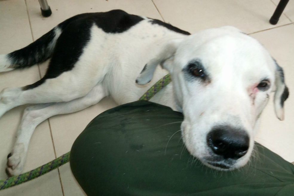 Perrita que fue abandonada en aeropuerto muere esperando a sus dueños
