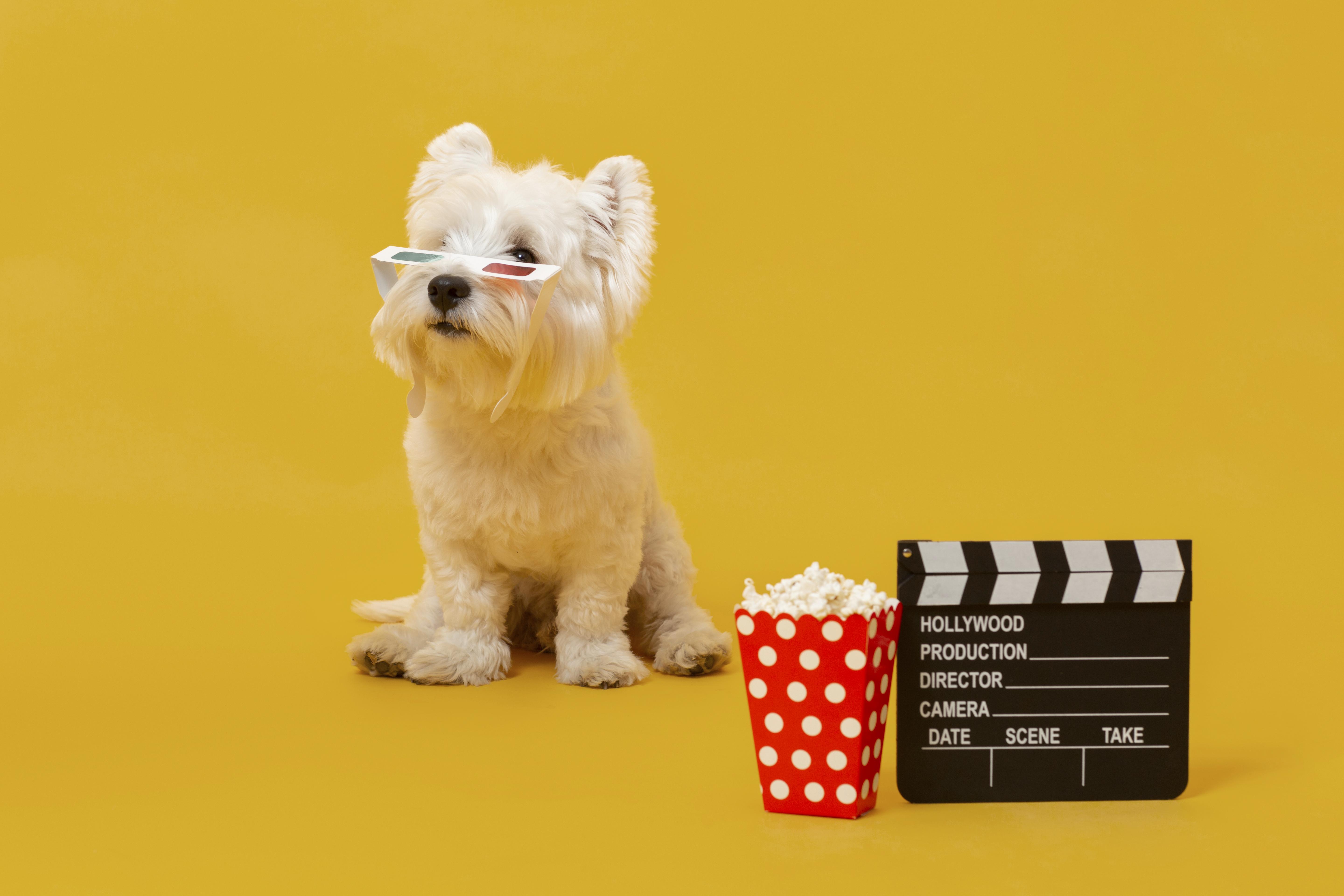 Así es como la industria del cine logró que los animales hablaran en películas