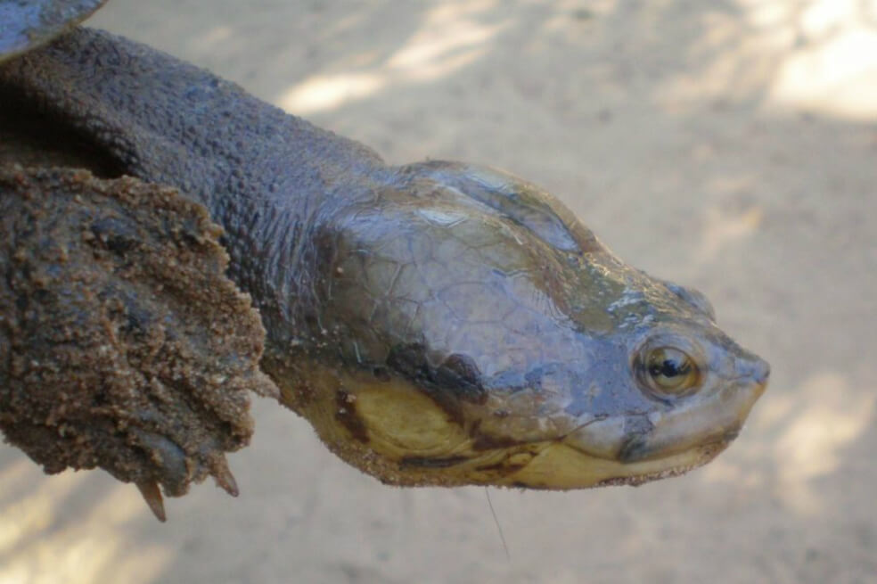 Reserva para tortuga carranchina, en Sucre, incluirá restauración de bosques secos y humedales