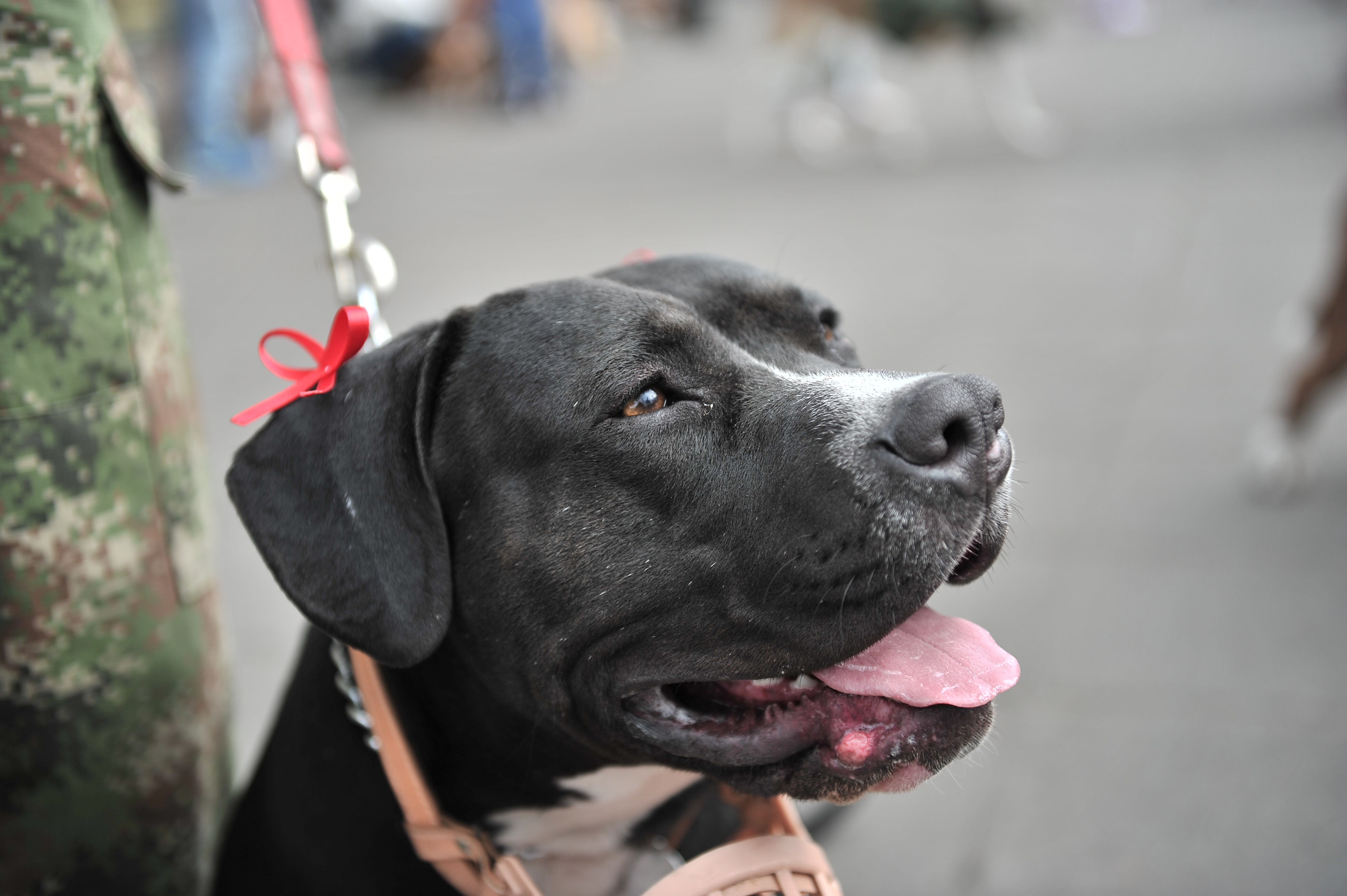 Dueños de mascotas: este es el trámite que evitará multas por tenencia de perros en el 2026