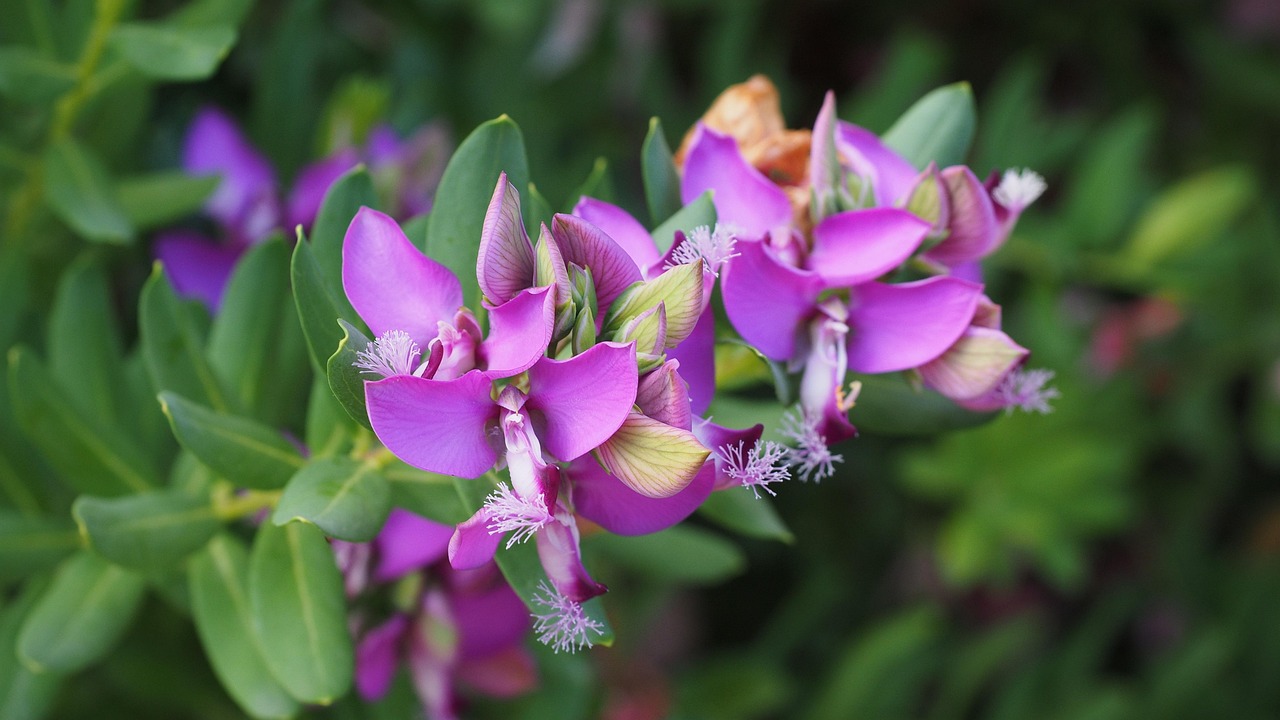 La Polygala myrtifolia es un pequeño árbol de floración abundante y colorida, ideal para jardines y espacios exteriores con poco mantenimiento.