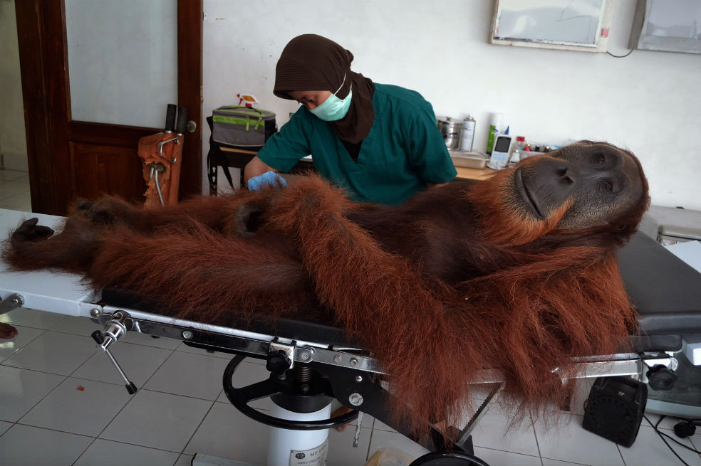 ¿Quién dijo que a los orangutanes no los llevan al médico?