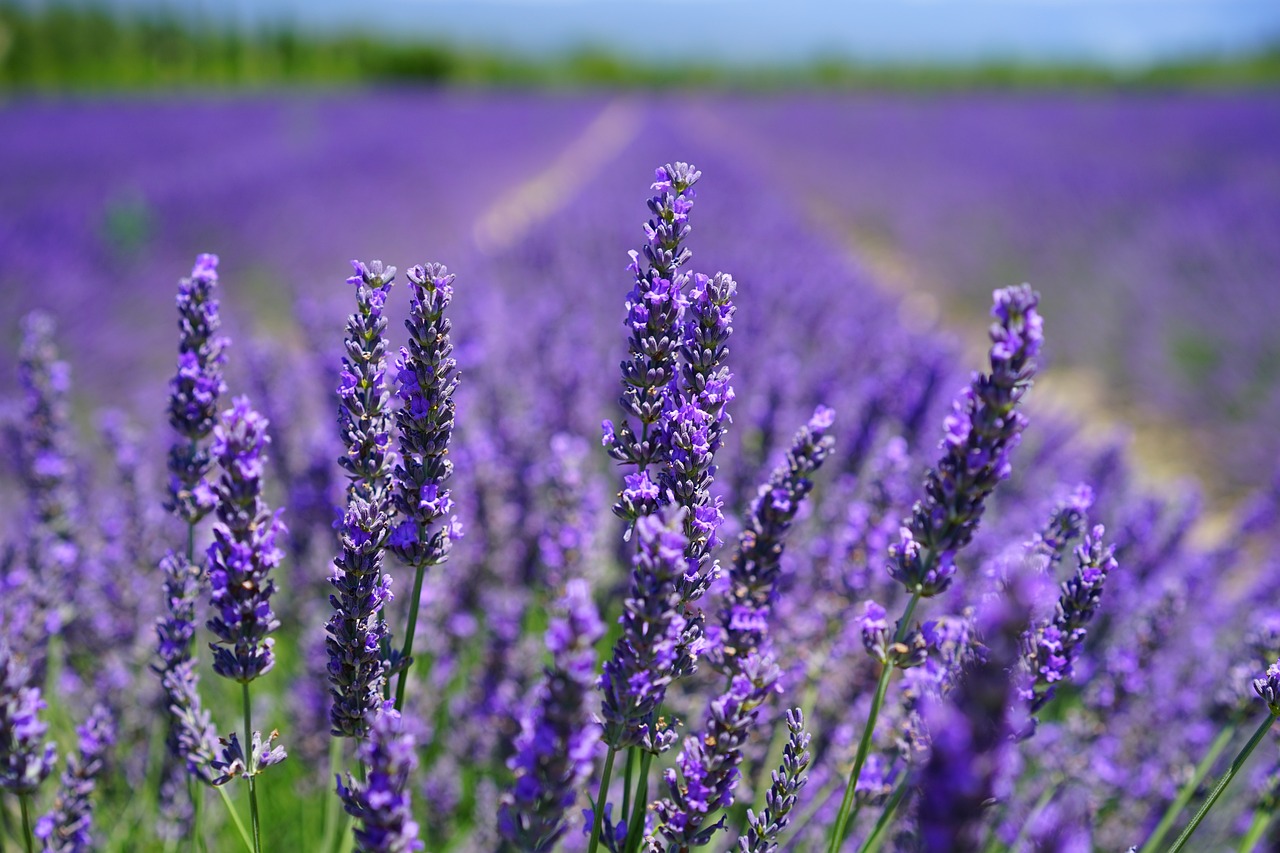 ¿Por qué la lavanda se debe poner en la ventana?