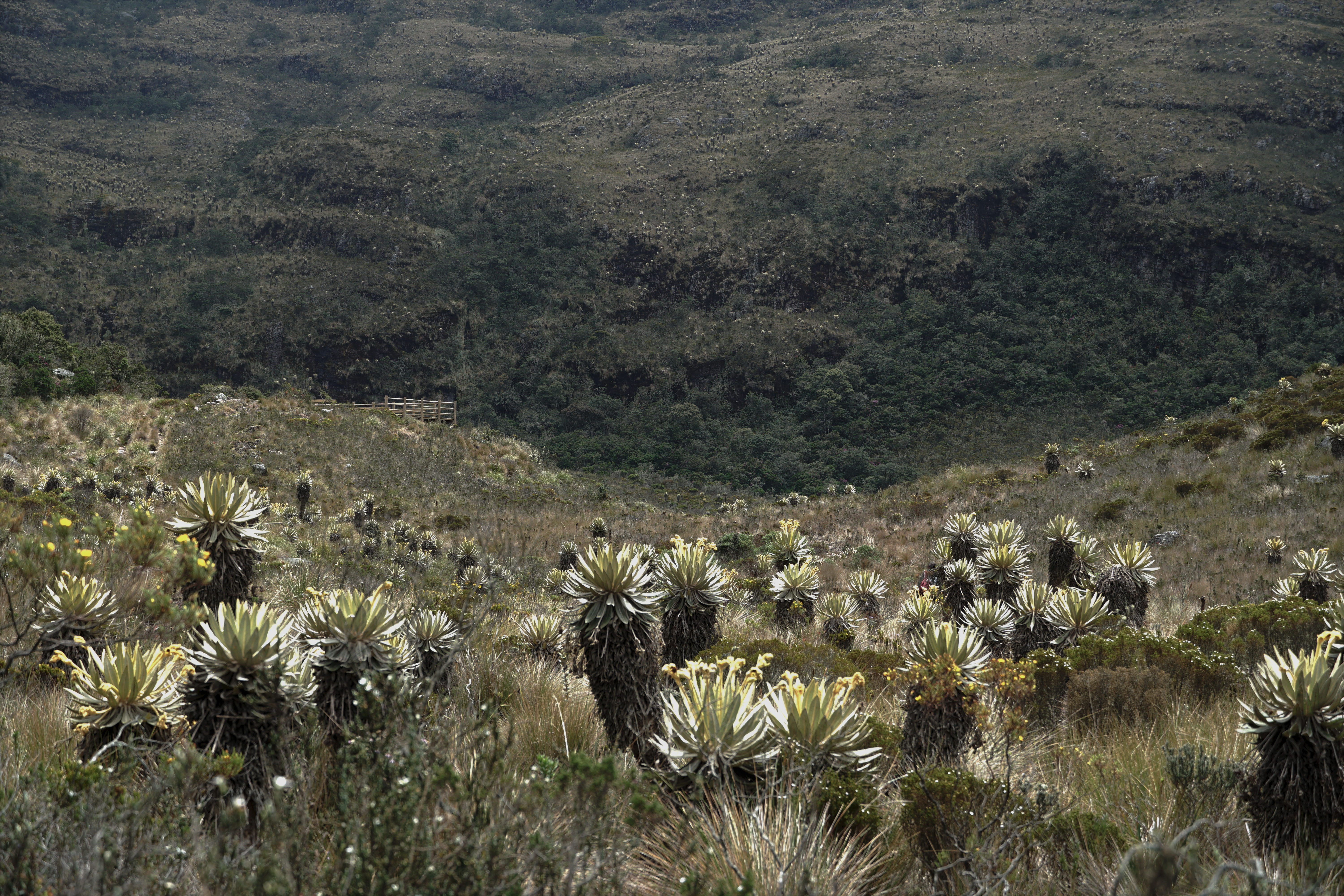 La laguna se encuentra en un ecosistema de páramo. Para llegar hasta ella también hay que pasar por el bosque altoandino. Al fondo se ve una de las intervenciones que realizaron en el santuario.