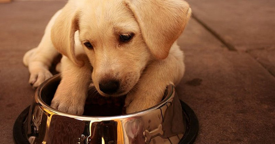 Ocho alimentos que no debes darle a tu perro