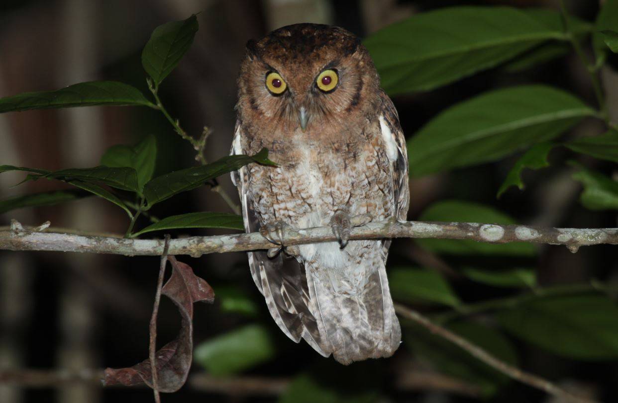 Encuentran dos nuevas especies de búhos en la selva amazónica