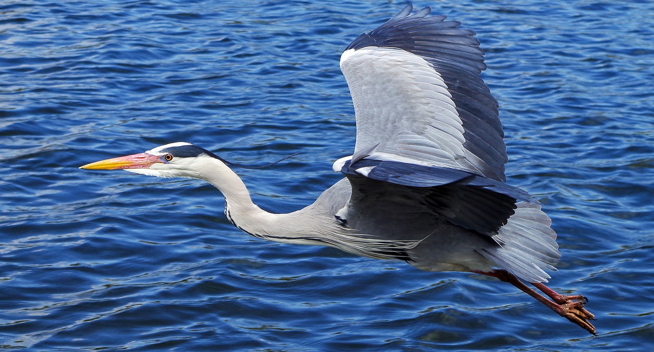 Arrestado por cortar las patas y acuchillar a una garza azul en Florida, EE. UU.