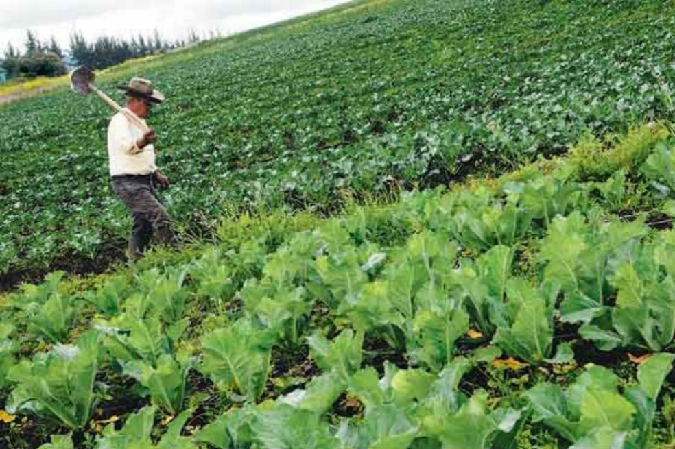 Más de $4.200 millones en créditos para productores agropecuarios de Cundinamarca