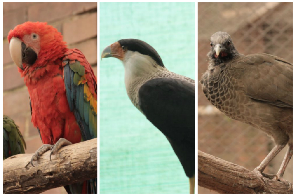 Más de 400 animales víctimas del tráfico de fauna silvestre recobrarán la libertad