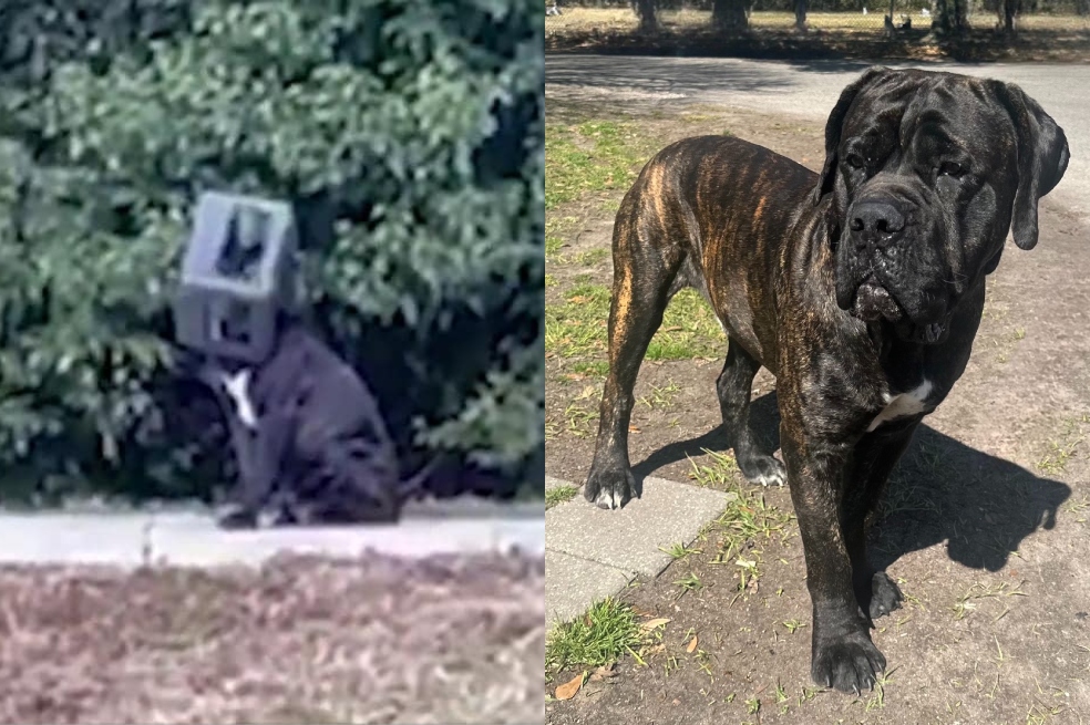 Oso, el perro con una caja pegada a la cabeza durante meses, por fin es libre