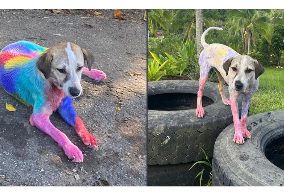 Perrita callejera aparece cubierta de pintura y su historia tiene un final feliz