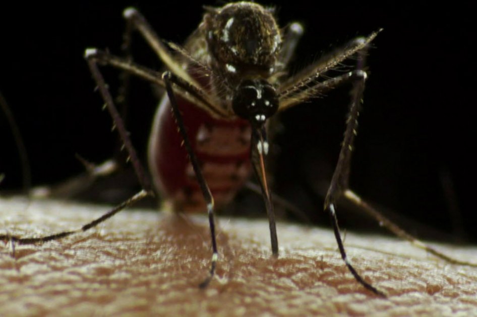 Venezuela, agobiada por el dengue, la malaria y el chicunguña