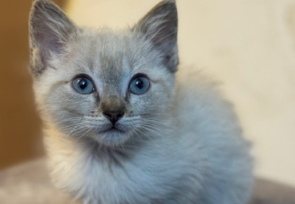 Fundación animal hace llamado urgente por hogares de paso: “sin ellos no podemos continuar”