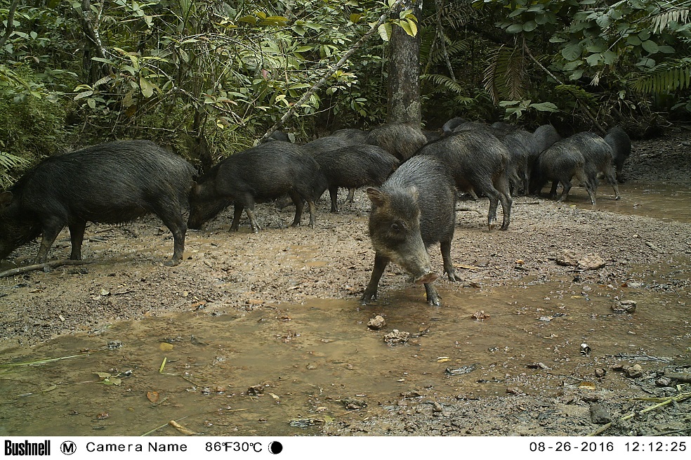 La fauna en zonas que eran de las Farc