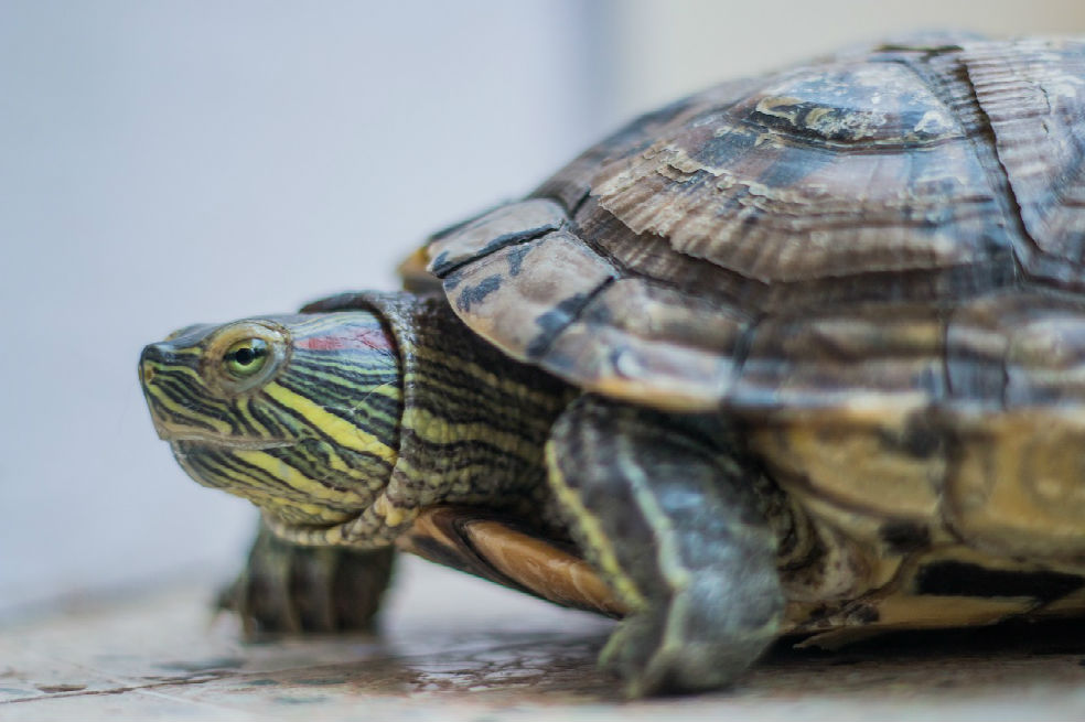 Incautan 31 bultos de palma de vino y 8 kilos de carne de tortuga en Bogotá