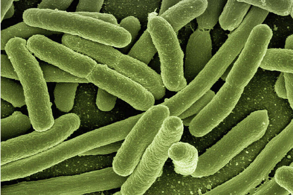 Las bacterias intestinales influyen en su salud mental