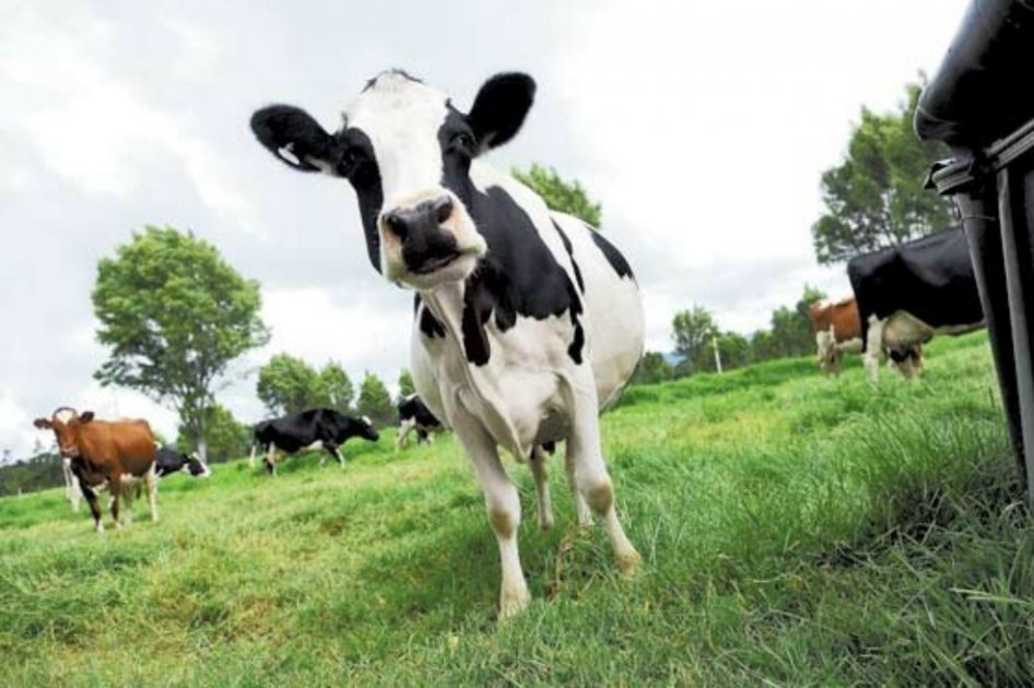 Carne colombiana de bovino pronto llegará al mercado de Canadá