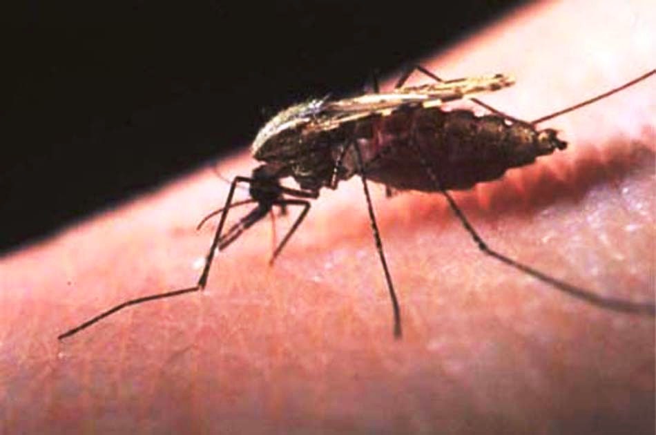 Más de 600.000 personas mueren al año a causa de la malaria