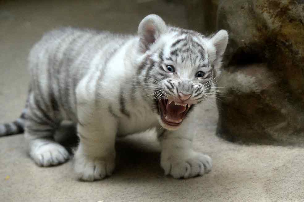 Tigre blanco, a punto de extinguirse