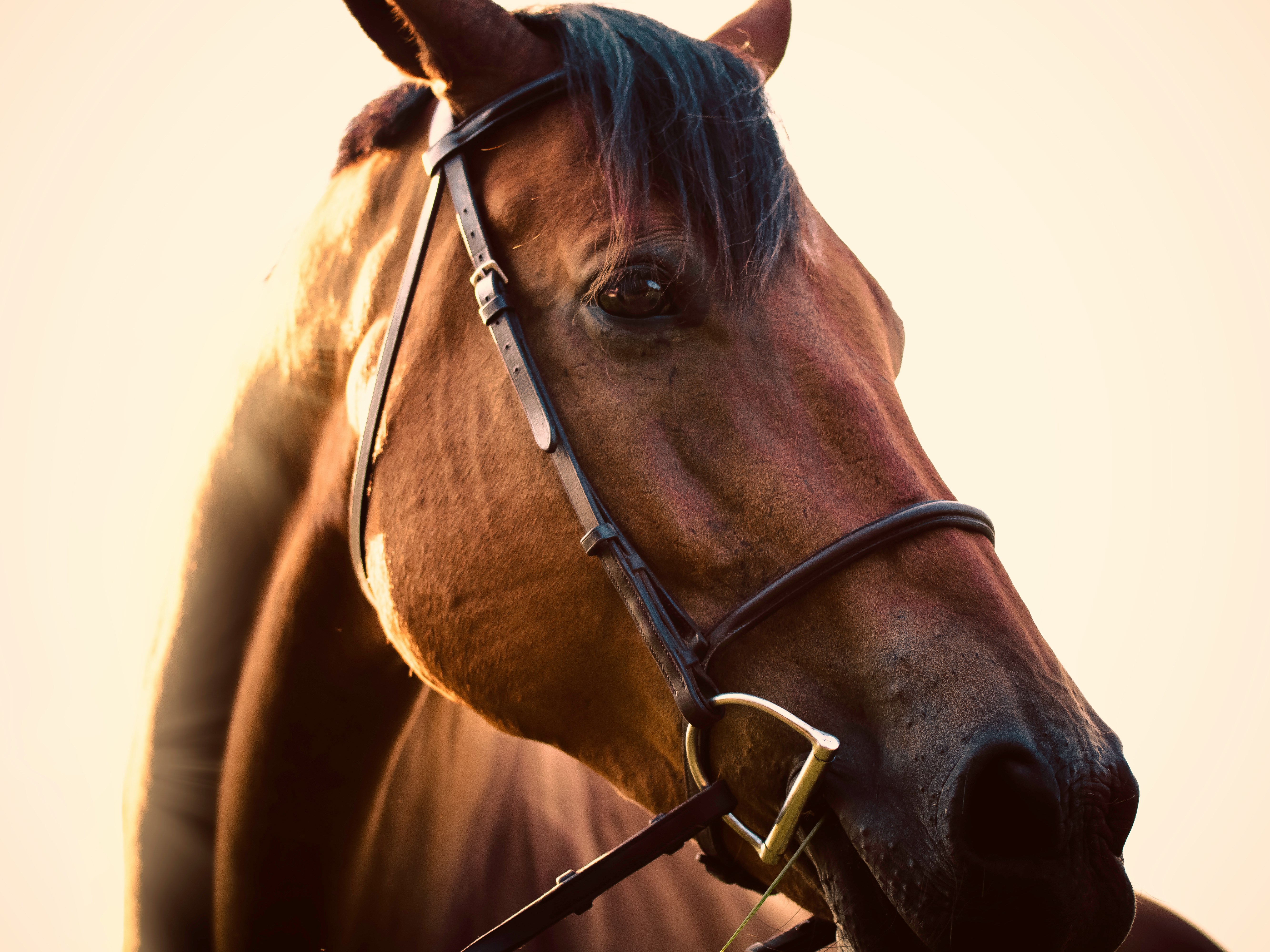 Se pronunció restaurante donde niña murió tras caer de un caballo, en Palmira
