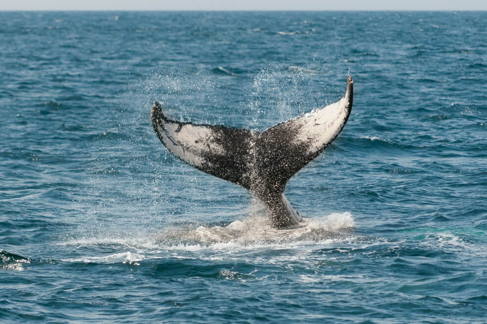 Ballenas azules muestran signos de químicos contaminantes