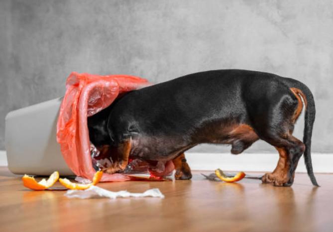 ¿Cómo evitar que mi perro se coma y hurgue la basura de la casa? Consejos y trucos