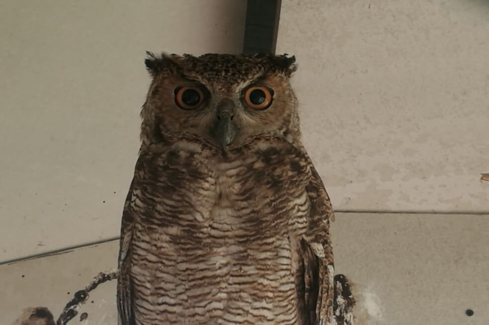 En fotos: recuperan fauna silvestre en poder de traficantes