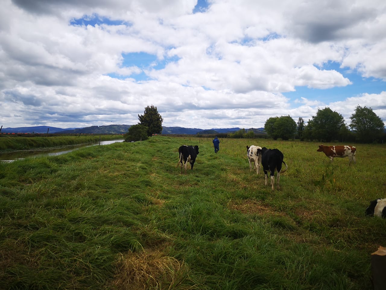 Prohiben actividades agropecuarias en la laguna de Fúquene