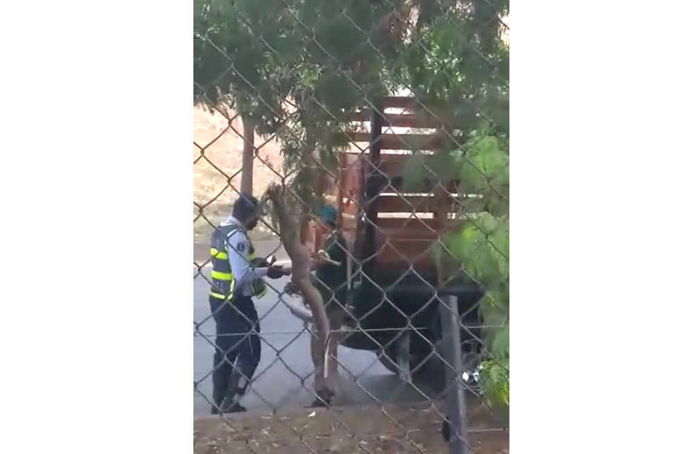 En video: presunto soborno a agente de tránsito en Cali