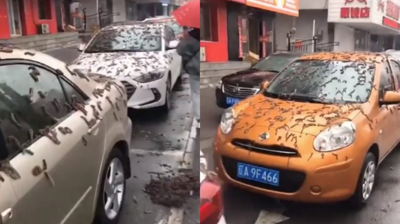 ¿Lluvia de gusanos? conozca la realidad detrás del suceso que sorprendió al mundo