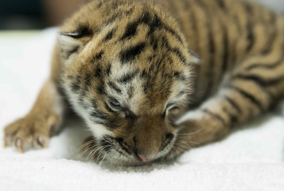 Tigresa de Bengala nace en cautiverio en zoológico de Nicaragua