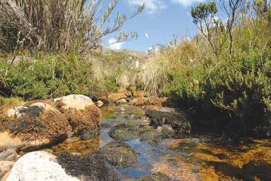 Promueven reforma constitucional para prohibir minería en sitios que son fuentes hídricas