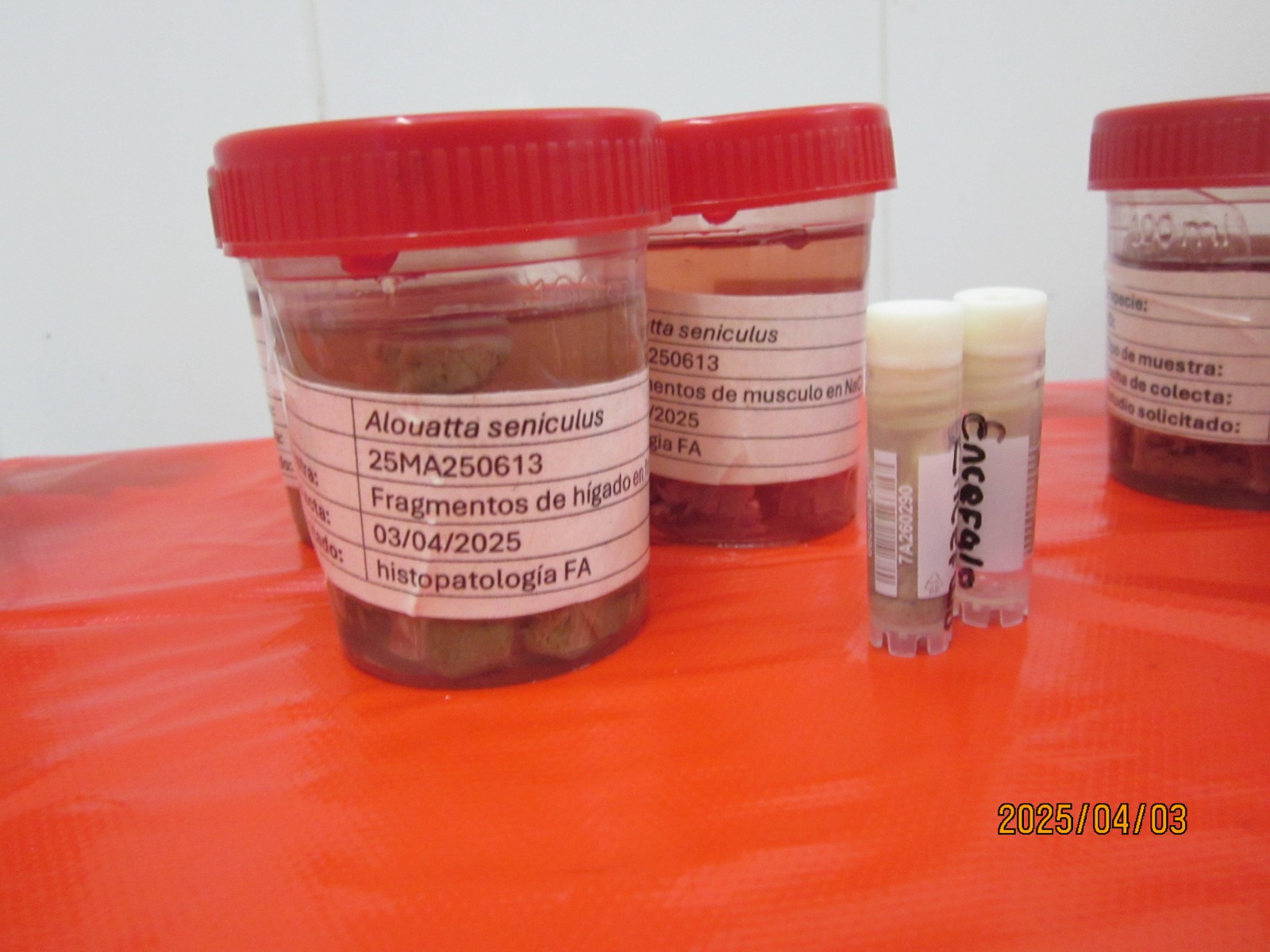Frascos de muestras que envían desde Tolima al laboratorio del Instituto Nacional de Salud. Se han analizado 31 ejemplares desde principios de 2025. / Cortolima-U. de Tolima