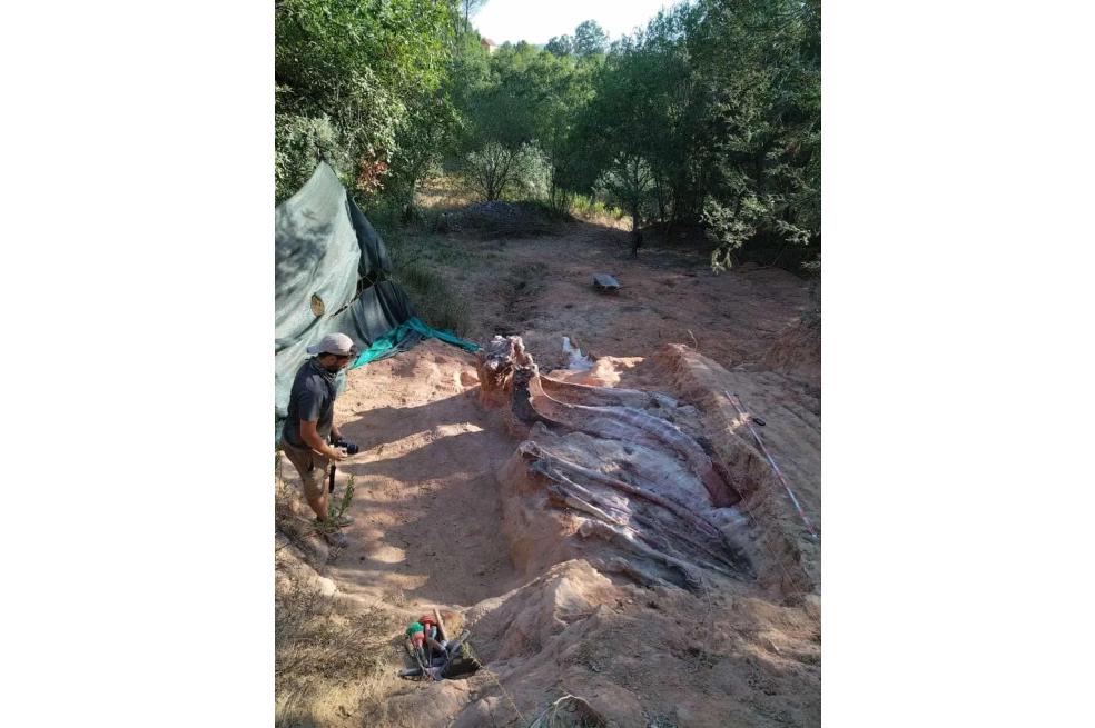 Encuentran los restos de un dinosaurio que podrían ser los más grandes de Europa