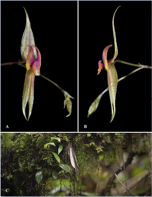 Dos de cada cinco especies de plantas en el mundo están en peligro de extinción