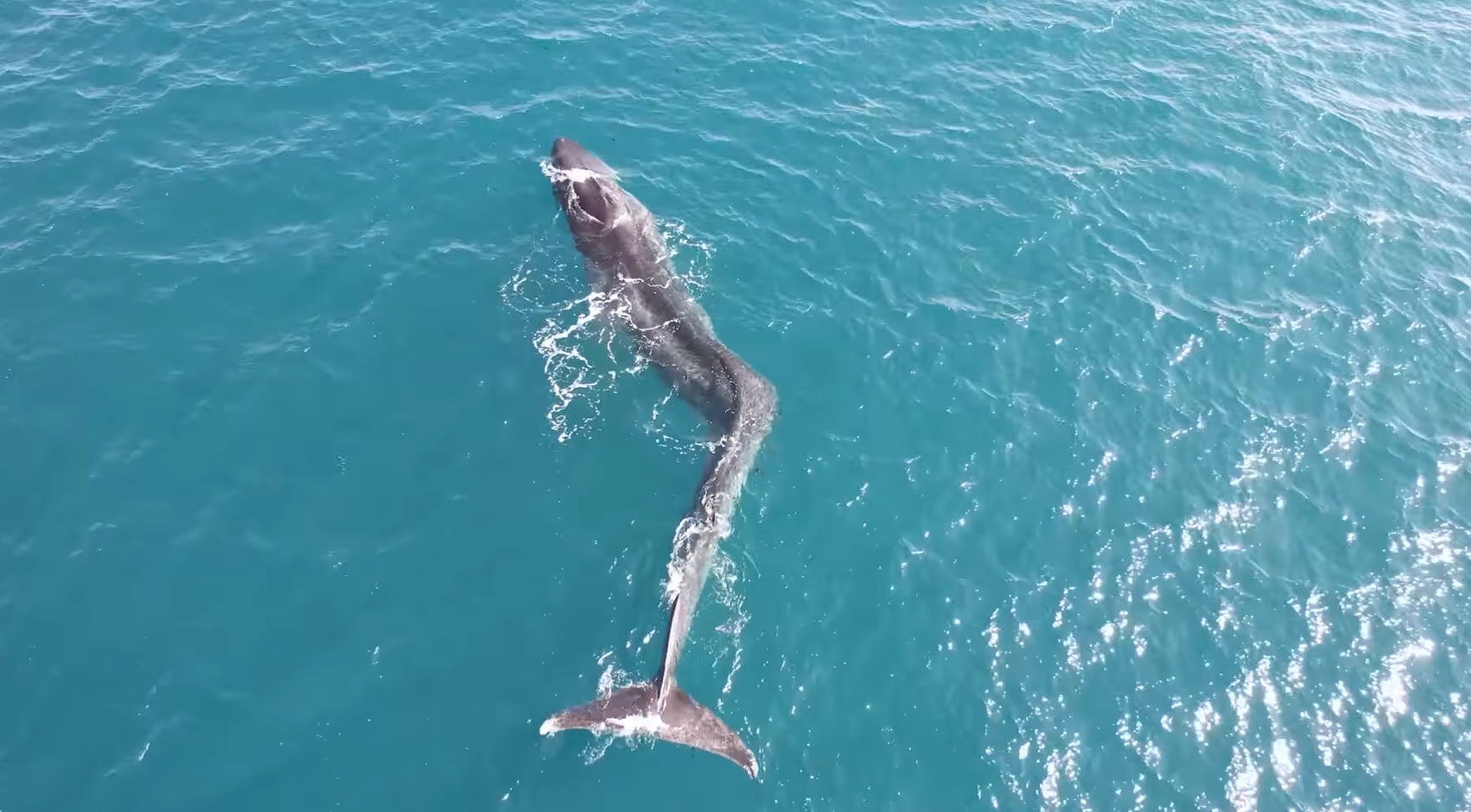 Las increíbles imágenes de una enorme ballena con escoliosis