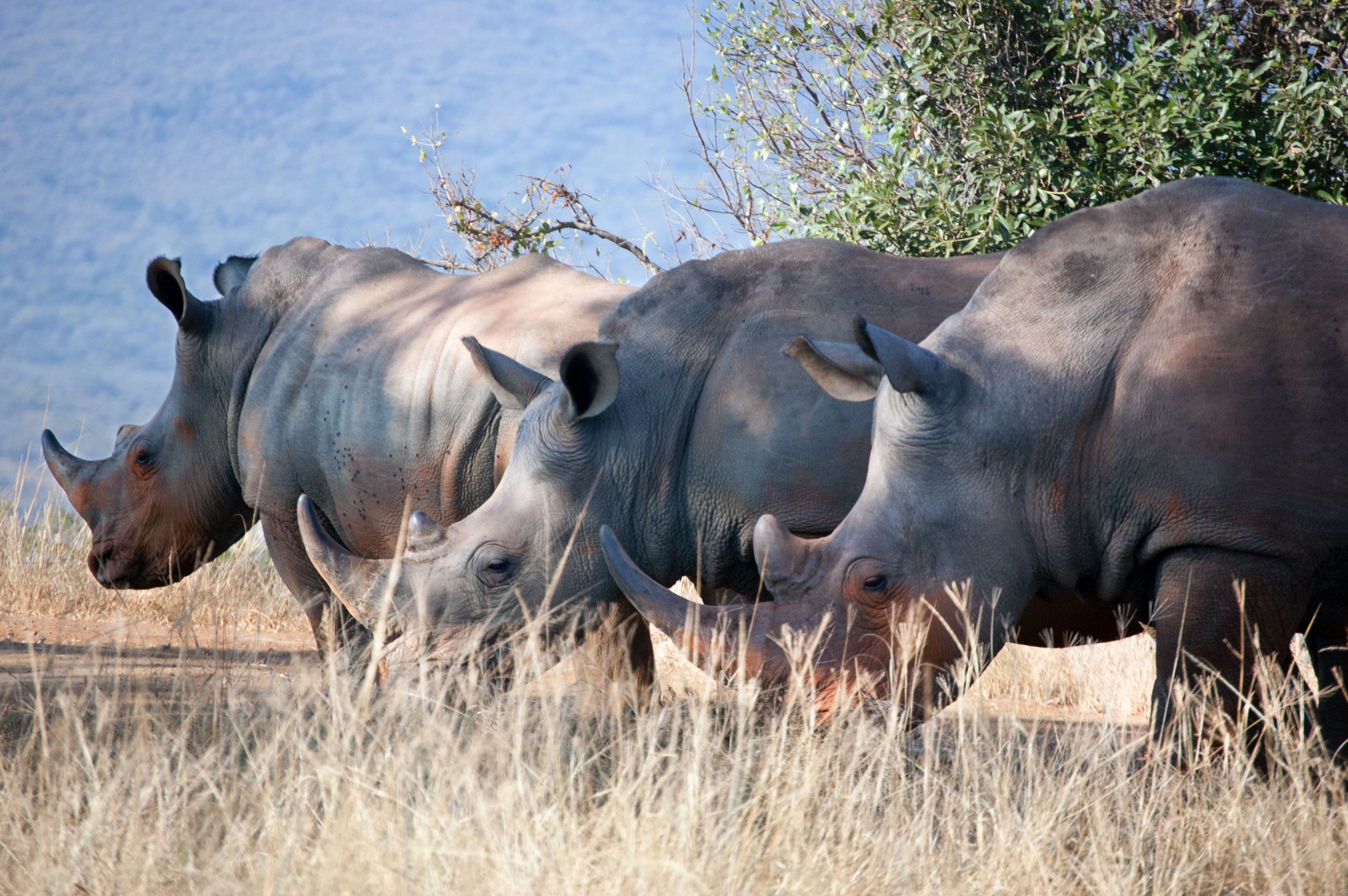 Cortar los cuernos reduce en 78 % la caza furtiva de rinocerontes, revela estudio