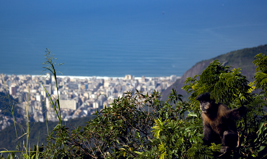 Las 4000 hectáreas de selva urbana ha permitido que animales como tucanes, varios tipos de monos y algunos anfibios aprendan a convivir con la presencia de visitantes y locales.